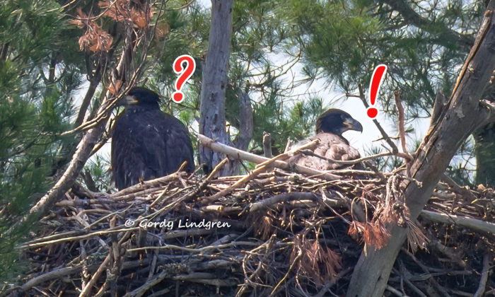 Bald Eagle Chick Meets Her 'Adoptive Brother' After He's Rescued From a Fallen Nest