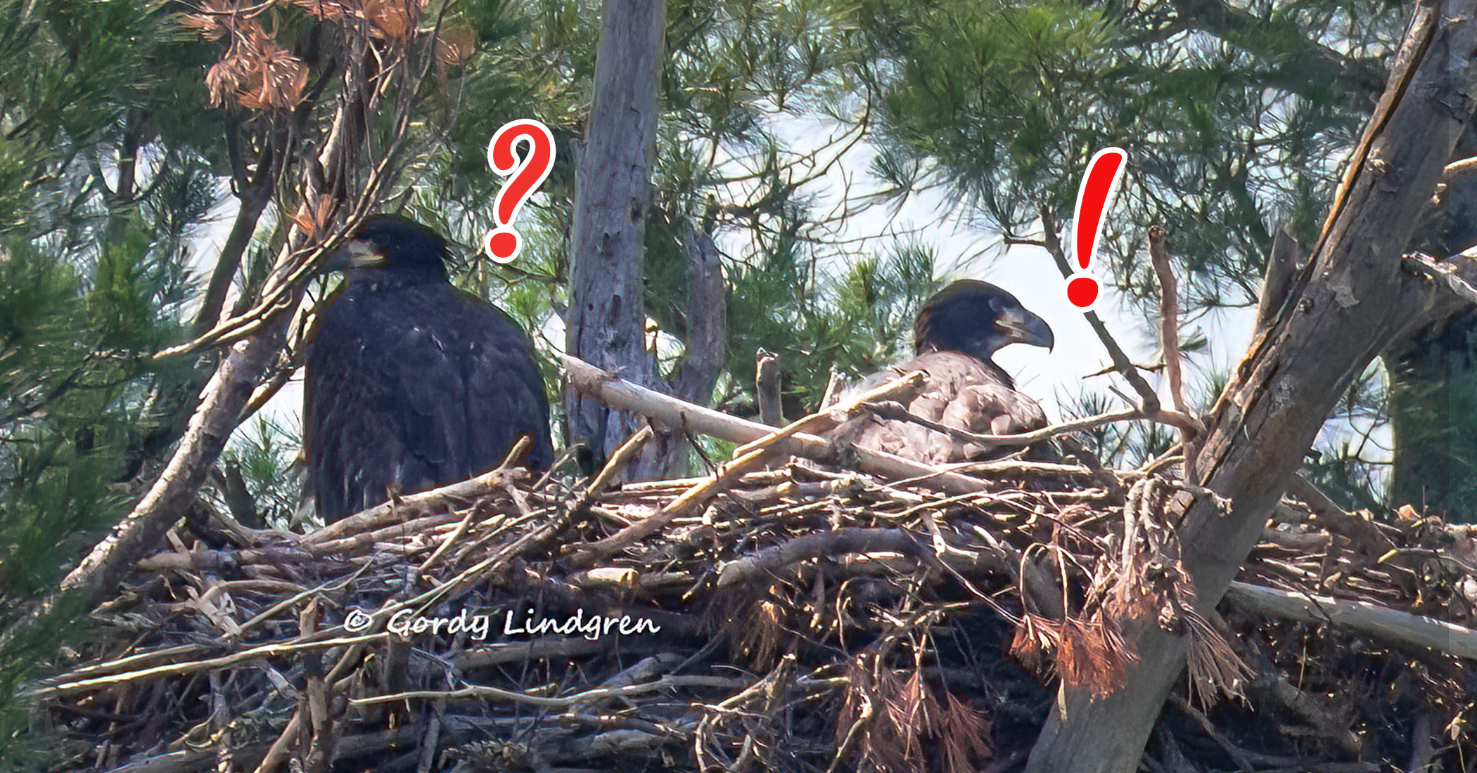 Bald eagle chick meets her ‘adoptive brother’ after he’s rescued from a fallen nest