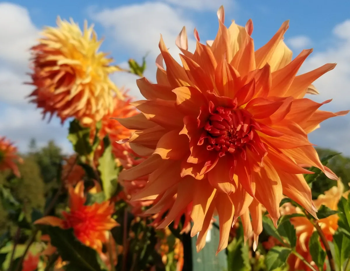 Flowers at the Elizabeth Park Conservancy, West Hartford, Conn., on July 14, 2021. (Nancy Greenwald/Unsplash.com)