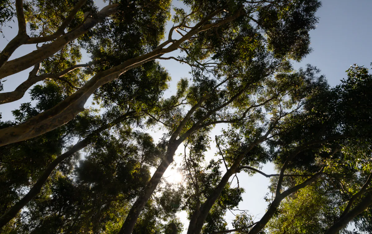 Irvine Regional Park in Tustin, Calif., on Oct. 5, 2022. (John Fredricks/The Epoch Times)