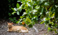 Another Perspective on Culling Feral Cats