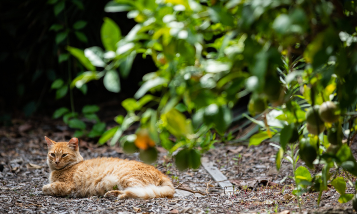 Another Perspective on Culling Feral Cats