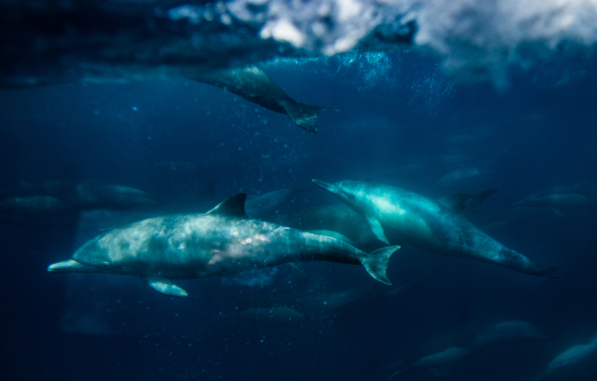 NextImg:Rare Dolphin Rehab Centre on the Brink of Closing