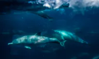Rare Dolphin Rehab Centre on the Brink of Closing