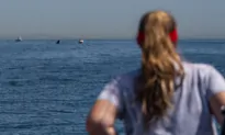 Heat Wave Headed to California This Week