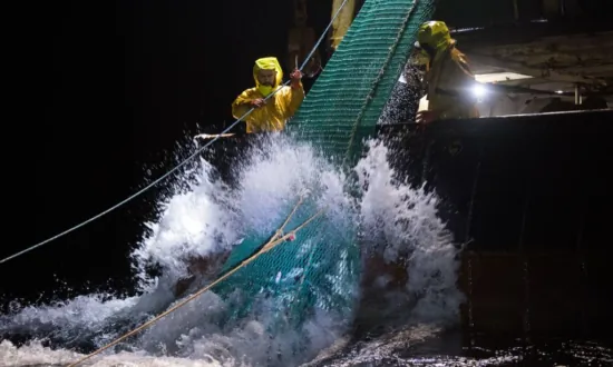 Queensland Government Slashes Fishing Quotas, Fish Prices Set to Rise