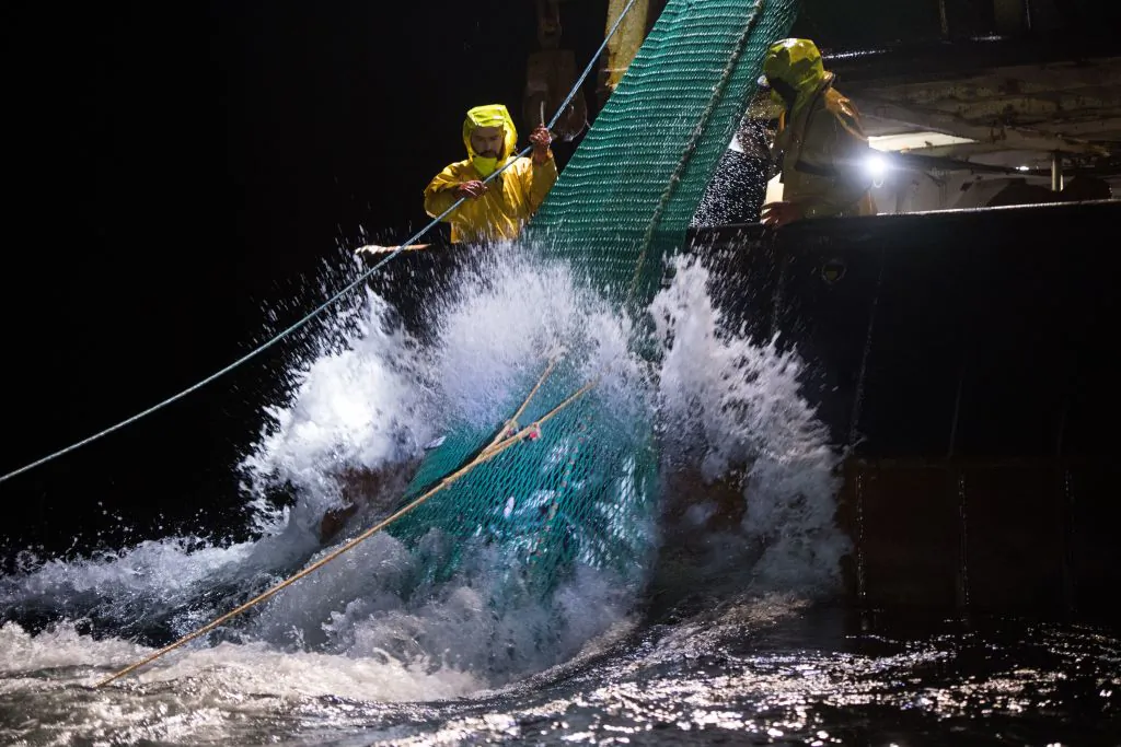 Fishermen pull up fish in their gillnet during a midwater pair trawl (peche en pelagique en boeuf) on the Gulf of Gascony sea, off the coast of France, on Jan. 8, 2020. (Loic Venance/AFP via Getty Images)