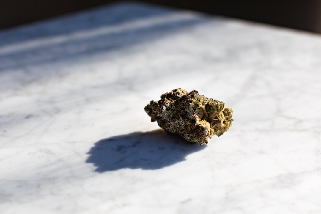Catalyst Cannabis Company cannabis samples in Santa Ana, Calif., on Feb. 18, 2021. (John Fredricks/The Epoch Times)