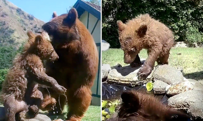 VIDEO: Wild Bear Cubs Have So Much Fun Playing in the Backyard Pool That They Refuse to Leave