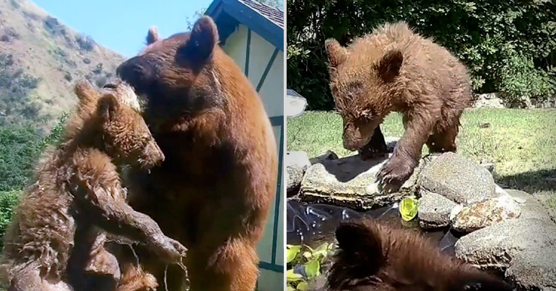Wild bear cubs have so much fun playing in the backyard pool that they refuse to leave