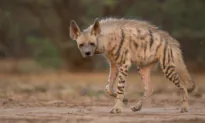 Photographer Endures 115-Degree Desert Heat for Two Months to Get Rare Shots of Striped Hyena