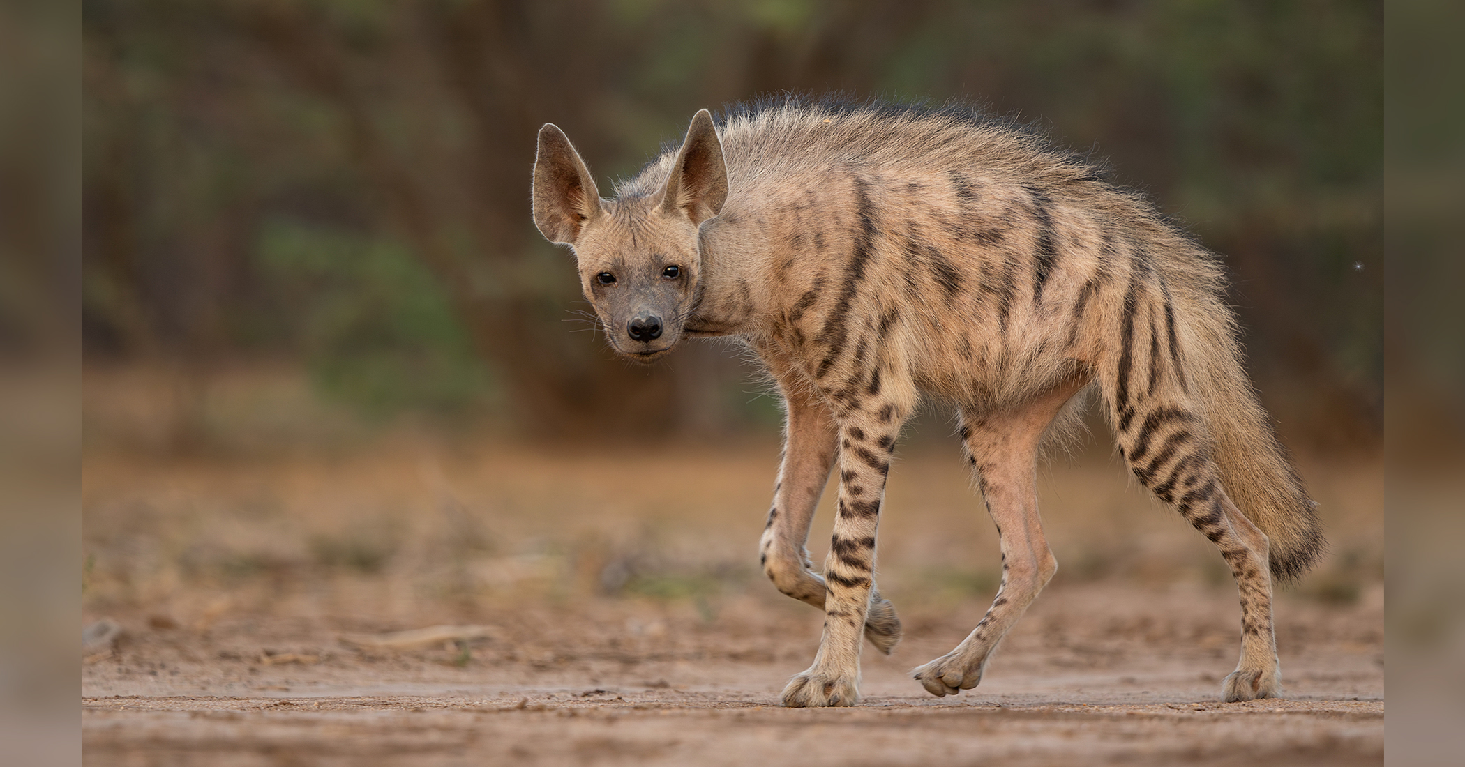 NextImg:Photographer endures 115-degree desert heat for two months to get rare shots of striped hyena