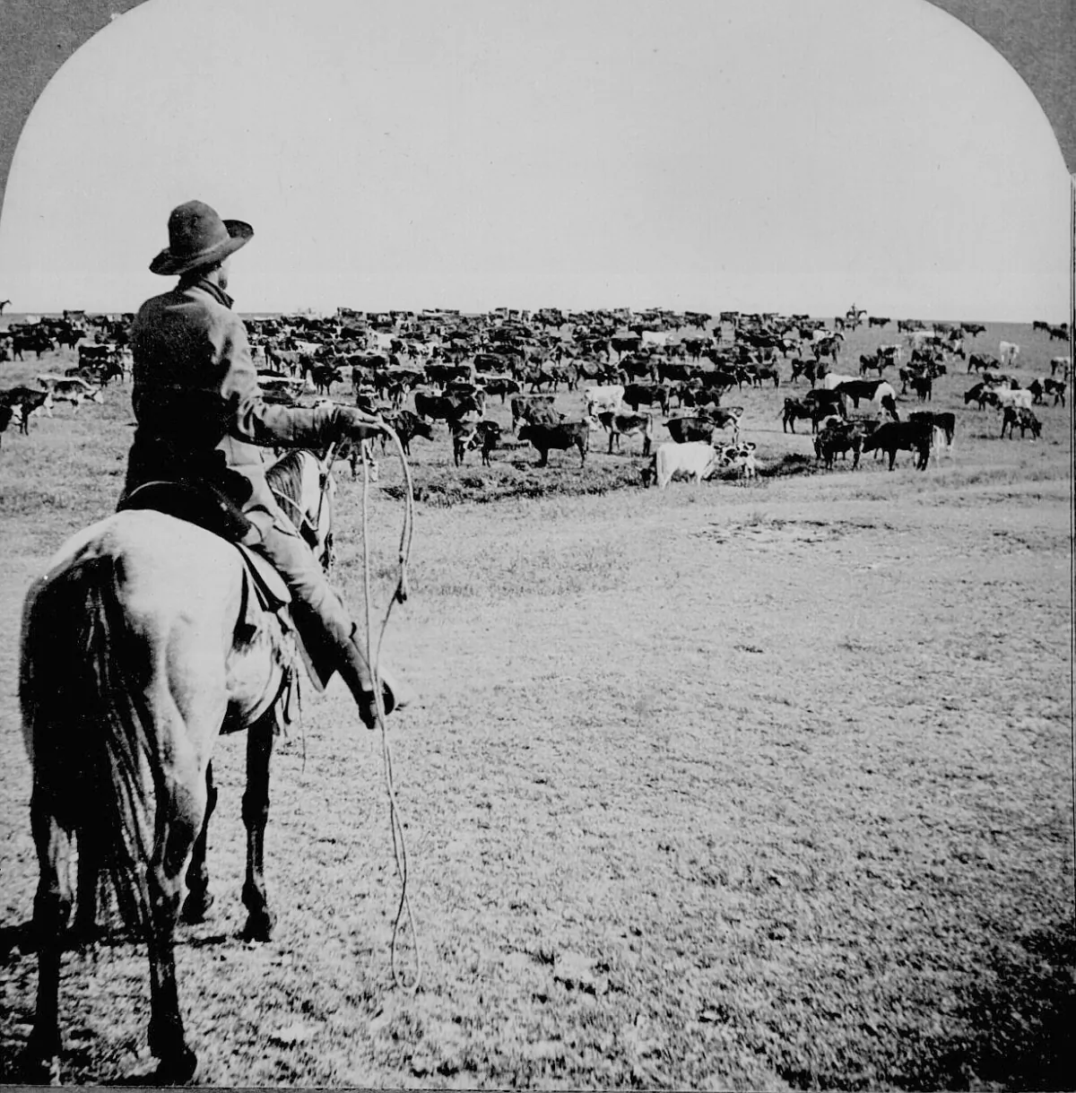 Cowboy handling cattle. (Public Domain)