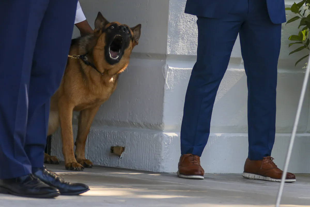 Commander, the dog of U.S. President Joe Biden, looks on as President Biden departs the White House on June 25, 2022. (Tasos Katopodis/Getty Images)