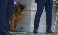 CDC Wants Dogs Microchipped Before Traveling Abroad to Make Sure They Don’t Bring Back Rabies