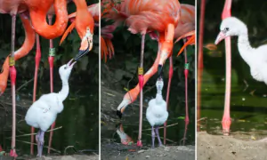 VIDEO: Adorable Flamingo Chick Hatched From Abandoned Egg ‘Adopted’ by Feathered Couple at UK Zoo
