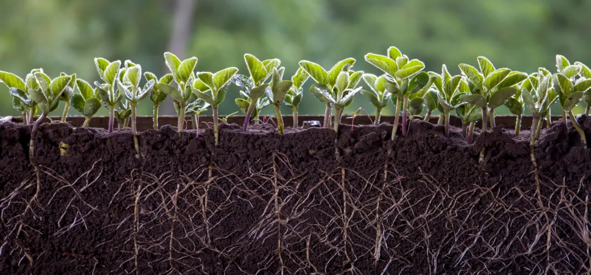 If you have a plant that isn't growing, the problem may be under the surface. (malshkoff/Shutterstock)