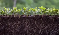 Getting to the Root of the Problem