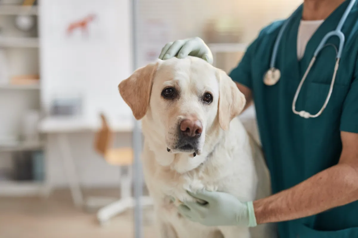 Vaccinations are spaced out as dogs age not because those vaccines are unsafe, but because the duration of immunity is longer with repeated use.  (SeventyFour/Shutterstock)