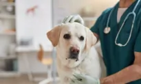 Vaccines Safe for Senior Dogs