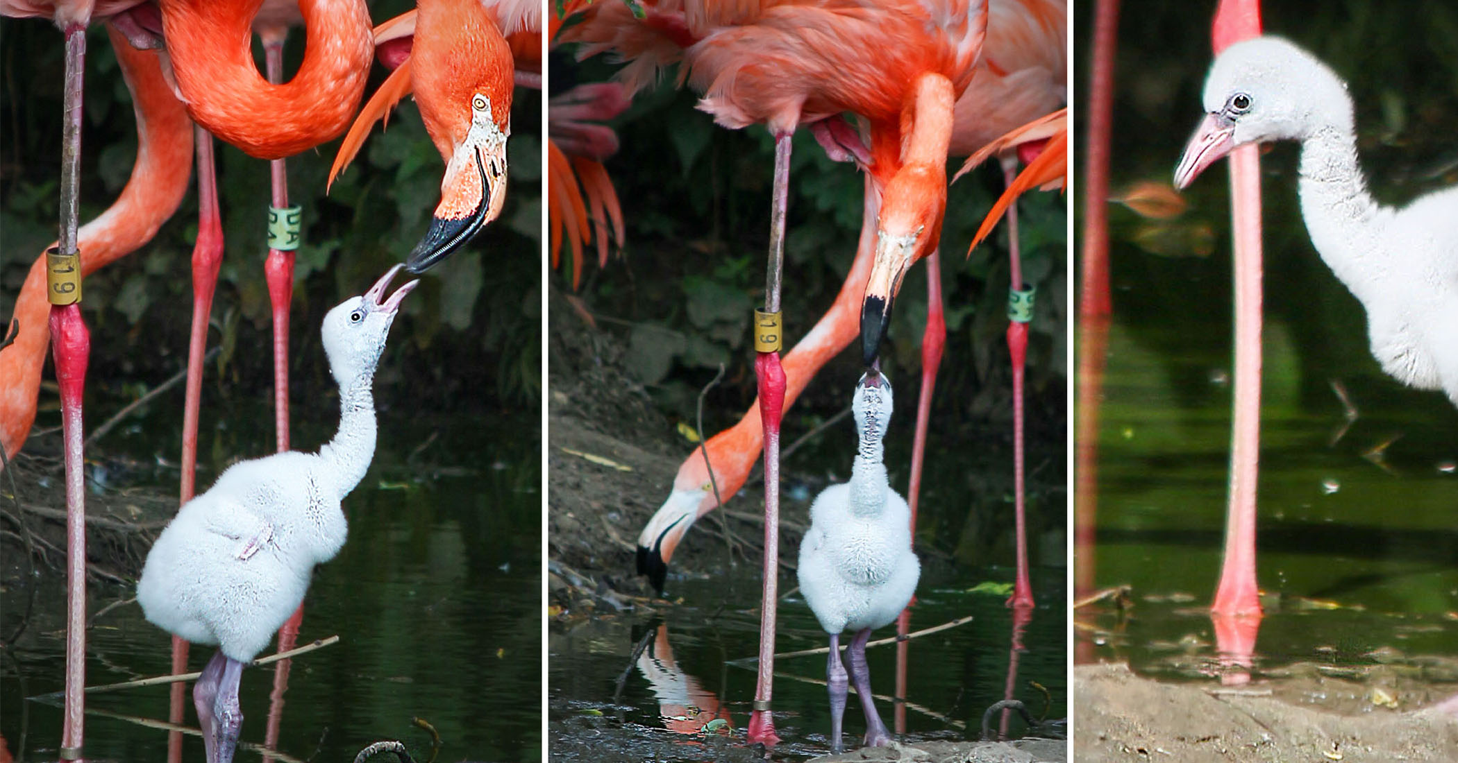 NextImg:VIDEO: Adorable flamingo chick hatched from abandoned egg 'adopted' by feathered couple at UK zoo