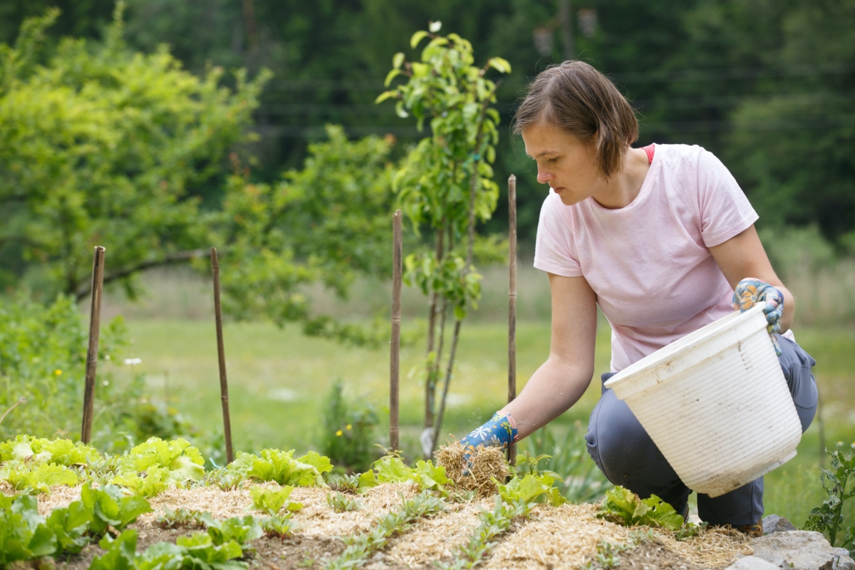 Heat Wave Gardening: How to Protect Your Plants in Extreme Heat