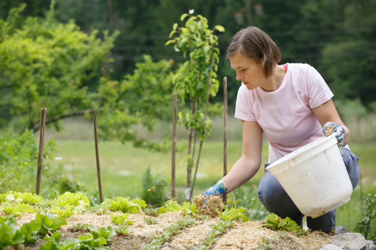 Adding mulch around your plants and checking for signs of stress are several ways to make sure plants stay hydrated and healthy during heat waves. (zlikovec/Shutterstock)