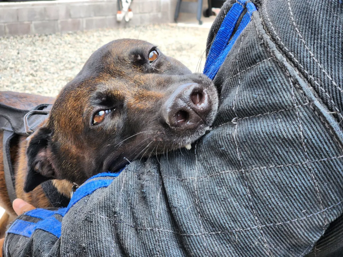 Ditto, a 3-year-old Belgian malinois "clone," put the bite on trainer Connor Rafferty's arm during training at K9 Defense in Scottsdale, Ariz., on July 11, 2023. (Allan Stein/The Epoch Times)