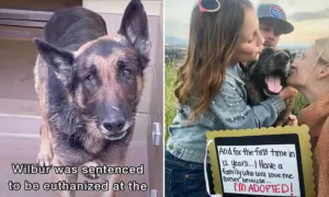 Family Saves a Dog Diagnosed With Cancer 30 Minutes Before He Was Going to Be Euthanized