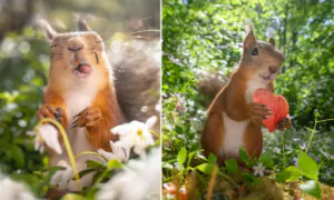 Squirrels With Personalities: Cheeky Photos Reveal the Fun Side of Squirrels—It’s All Too Relatable