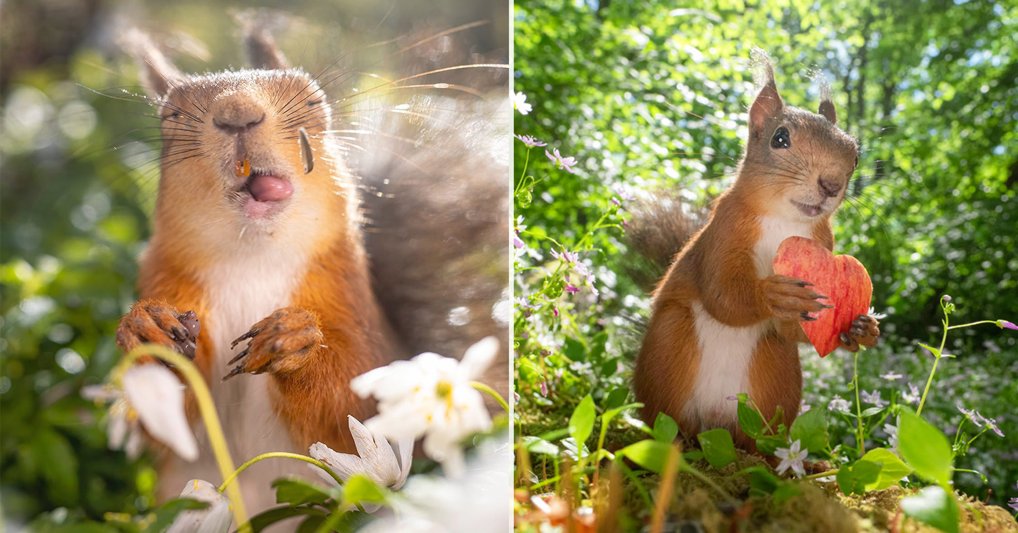 Squirrels with personalities: Cheeky photos reveal the fun side of Squirrels—it's all too relatable