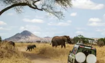What’s New in Luxury Safari Trends for 2023