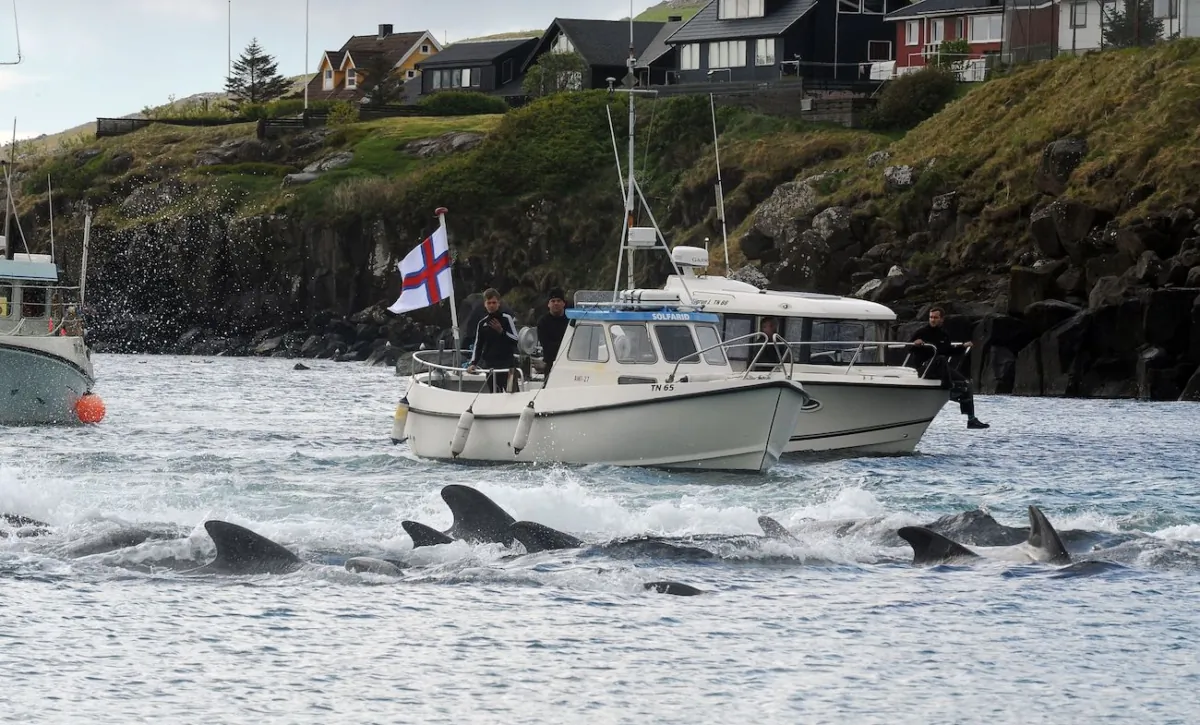 Fishermen on a boat drive pilot whales towards the shore during a hunt in Torshavn, Faroe Islands, on May 29, 2019.  (Andrija Ilic/AFP via Getty Images)