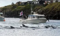 Cruise Line Issues Apology After Whales Slaughtered in Front of Passengers