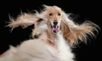 25 Funny Pet Photo Finalists of 2023 Pet Comedy Photo Awards—Dogs, Tennis Balls, Cat Bleps, And More