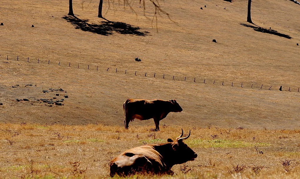 In a picture taken on Jan. 2, 2010, cattle sit on dry farmland near Nannup in the south west corner of Western Australia. (Greg Wood/AFP via Getty Images)