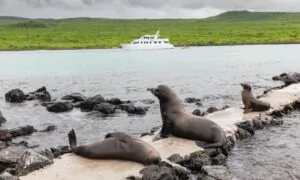 What to Know Before Traveling to the Galápagos Islands