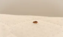 Battling Bed Bugs: Prevention Tips and Remedies for a Pest-Free Home