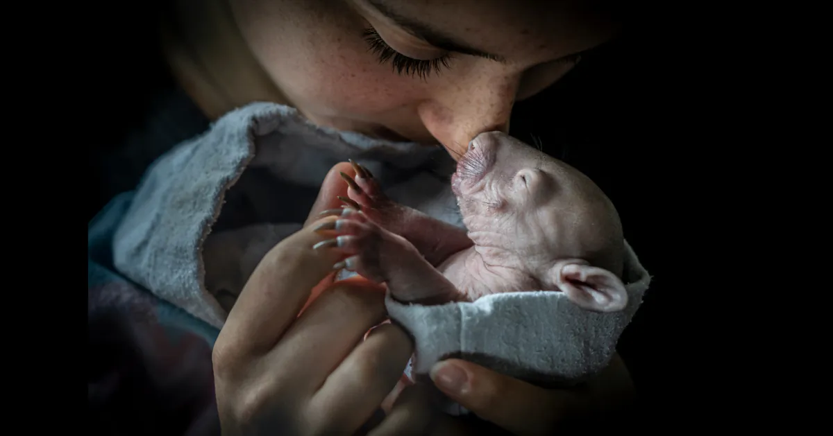 "Nose-to-nose" by Douglas Gimesy won the category of Human/Nature. (Courtesy of BigPicture Natural World Photography Competition and bioGraphic)