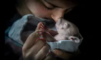 Winners of the 2023 BigPicture Natural World Photography Competition Showcase the World in Diverse Splendor