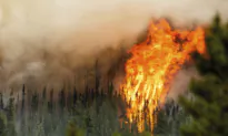 Death of BC Boy Linked to Wildfire Smoke, Health Officials Warn
