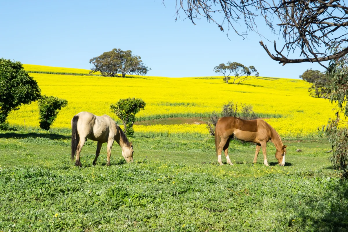 Photo taken of a paddock in Toodyay, Western Australia on Sept. 9, 2018. (Wade Zhong/The Epoch Times)
