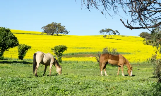 ‘No’ Campaign to Benefit From WA’s Cultural Heritage Law Backflip