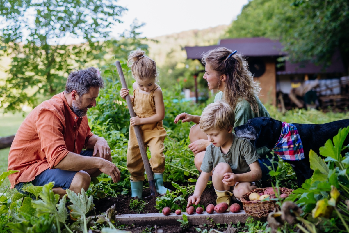 Fall Gardens and Tomato Anthracnose