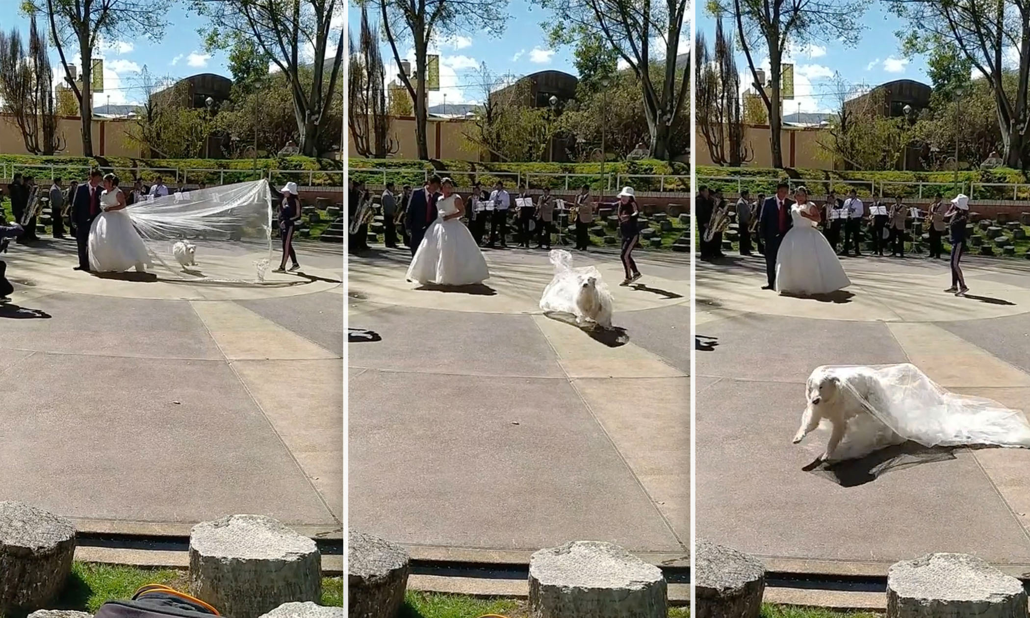 Oso interrupts a wedding photo shoot and runs aways with the bride's veil. 