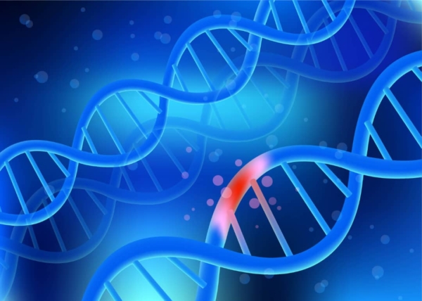 Eat These Foods to Repair and Protect Your DNA