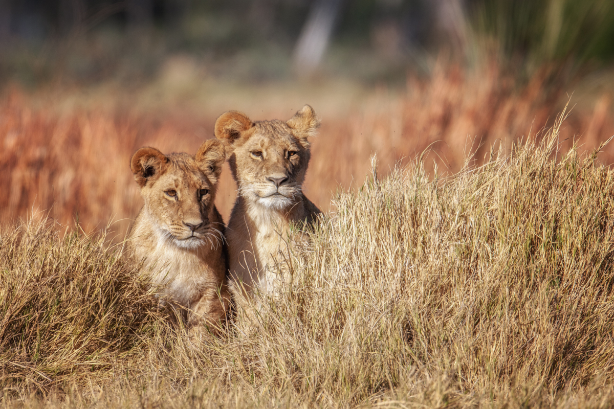 NextImg:Into the Wild: A Safari in Botswana
