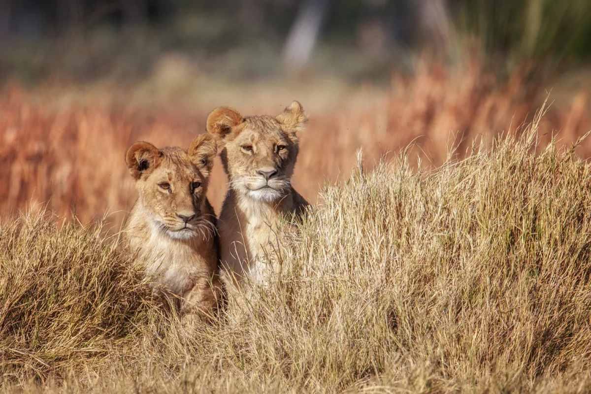 One of the Big Five game animals of Africa, the lion is the only one of the big cats to live in social groups. (Courtesy of Wilderness)