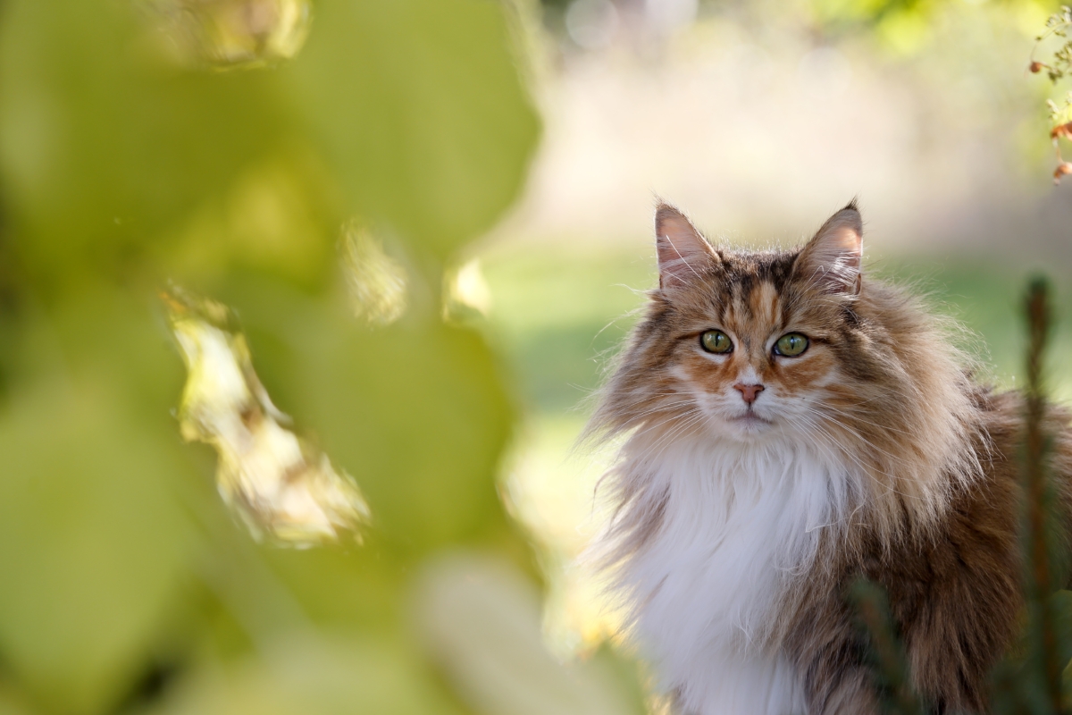 NextImg:Spay Cat to Prevent Surprise Pregnancy, Uterine Infection, and Mammary Cancer