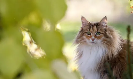 Spay Cat to Prevent Surprise Pregnancy, Uterine Infection, and Mammary Cancer